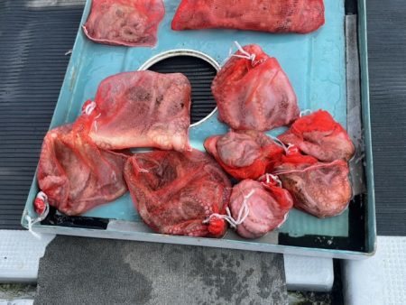 天草タコ釣りに行ってきました