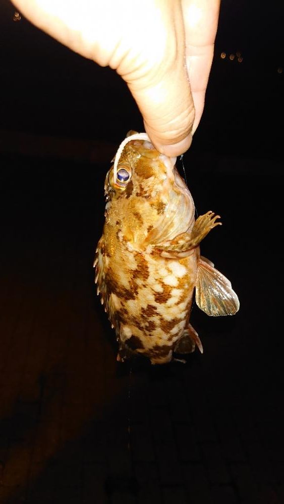 ガッシーは裏切らない！