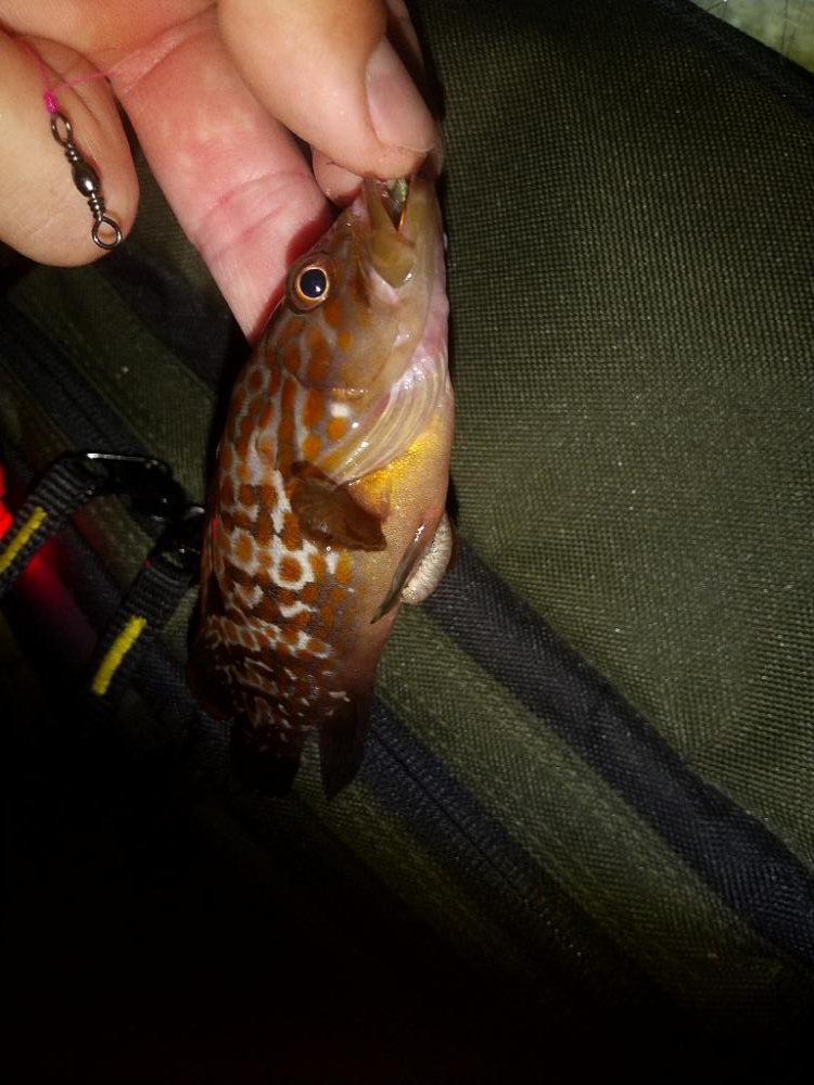 久しぶりのイソメで