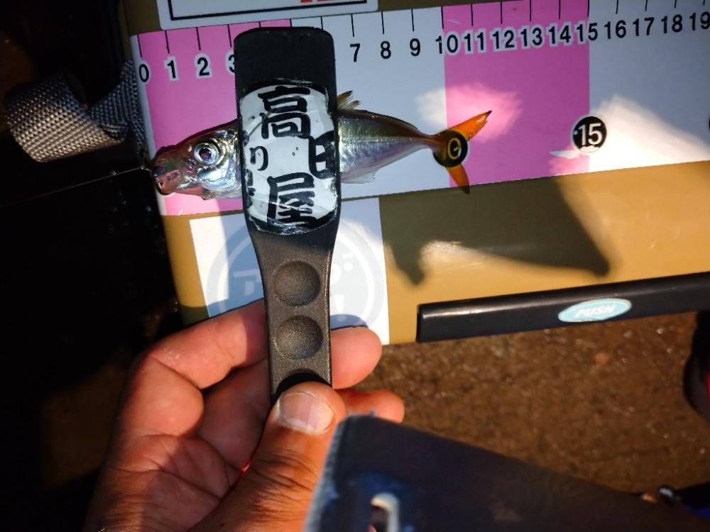 今夜も豆アジ修行