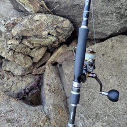 ロックフイッシュ&シーバス