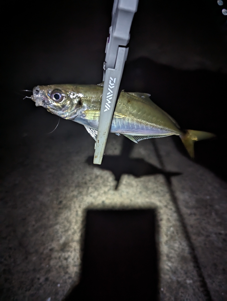 陸っぱり釣行記