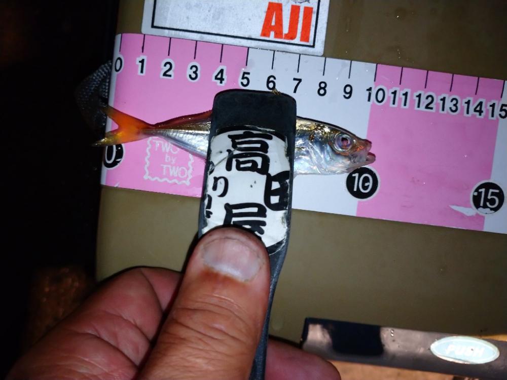 今夜も悶絶豆アジング