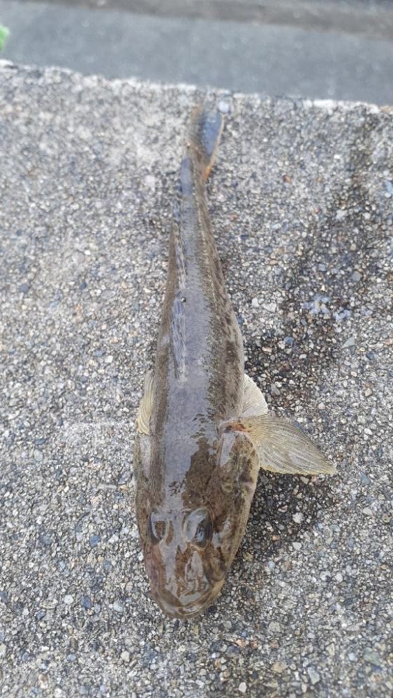 ポッパー楽しッ＼(^^)／