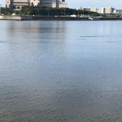 トップは空振りでボトムチニング