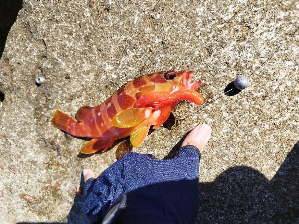 絞り出したアカハタ