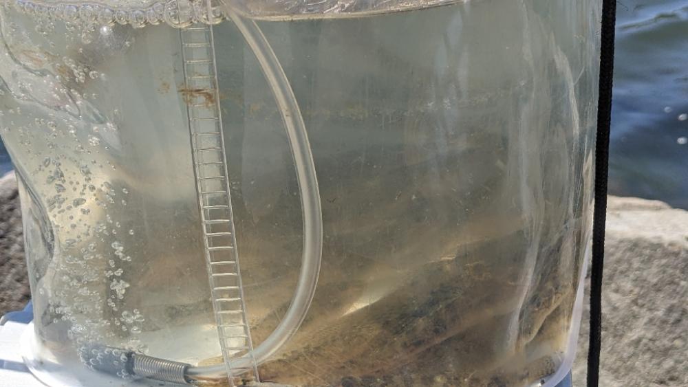 旧中川上流 ハゼ釣り