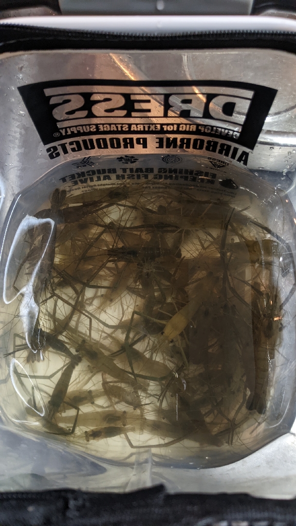 霞ヶ浦 テナガエビ 釣行強行