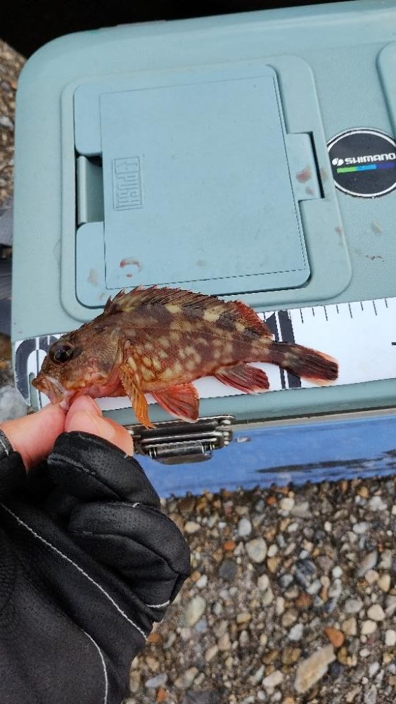 穴釣りハズレ無し