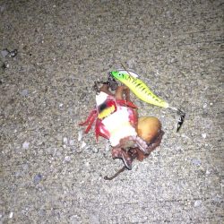 今年初のおかっぱりタコ