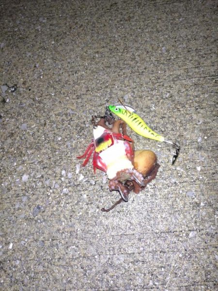 今年初のおかっぱりタコ