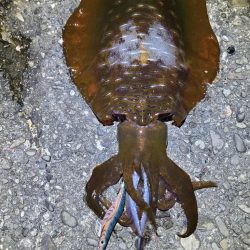 アオリイカ　絶好調