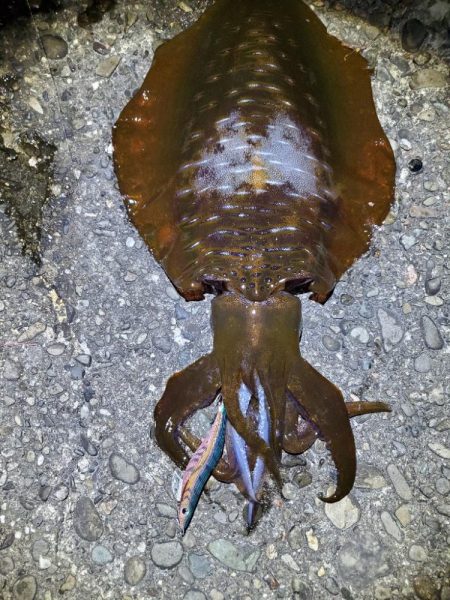 アオリイカ　絶好調