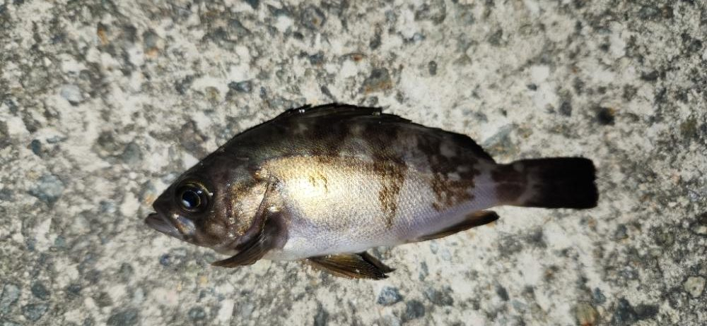 まだまだ梅雨メバル