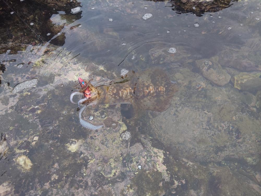 快晴エギングIN対馬