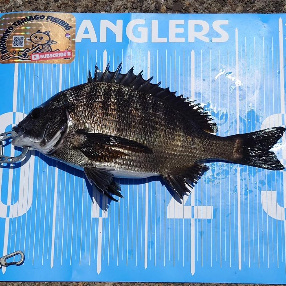 今日は、ふかせ釣り第7戦💦