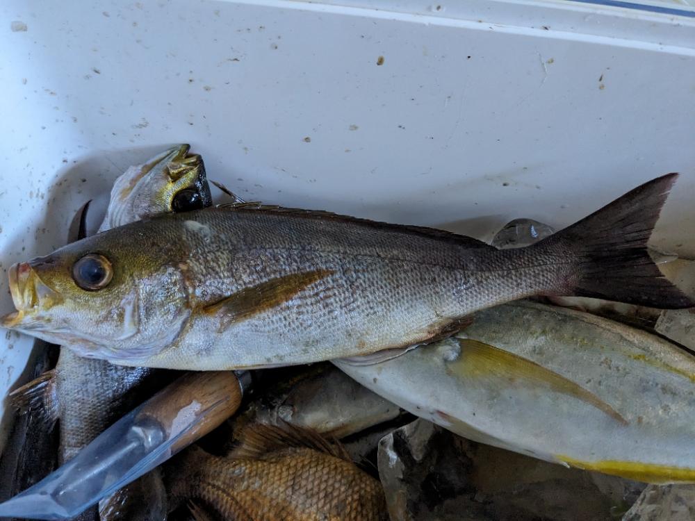 オオカミに逃げられました