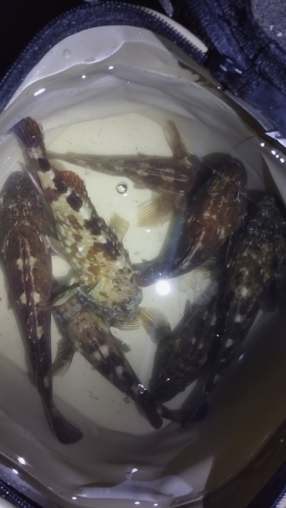 アタリはあれども