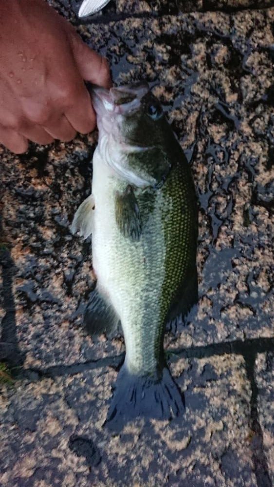 放流翌日の爆風