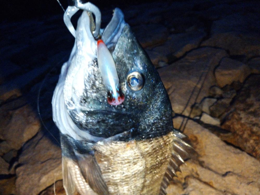 短時間チヌトップ