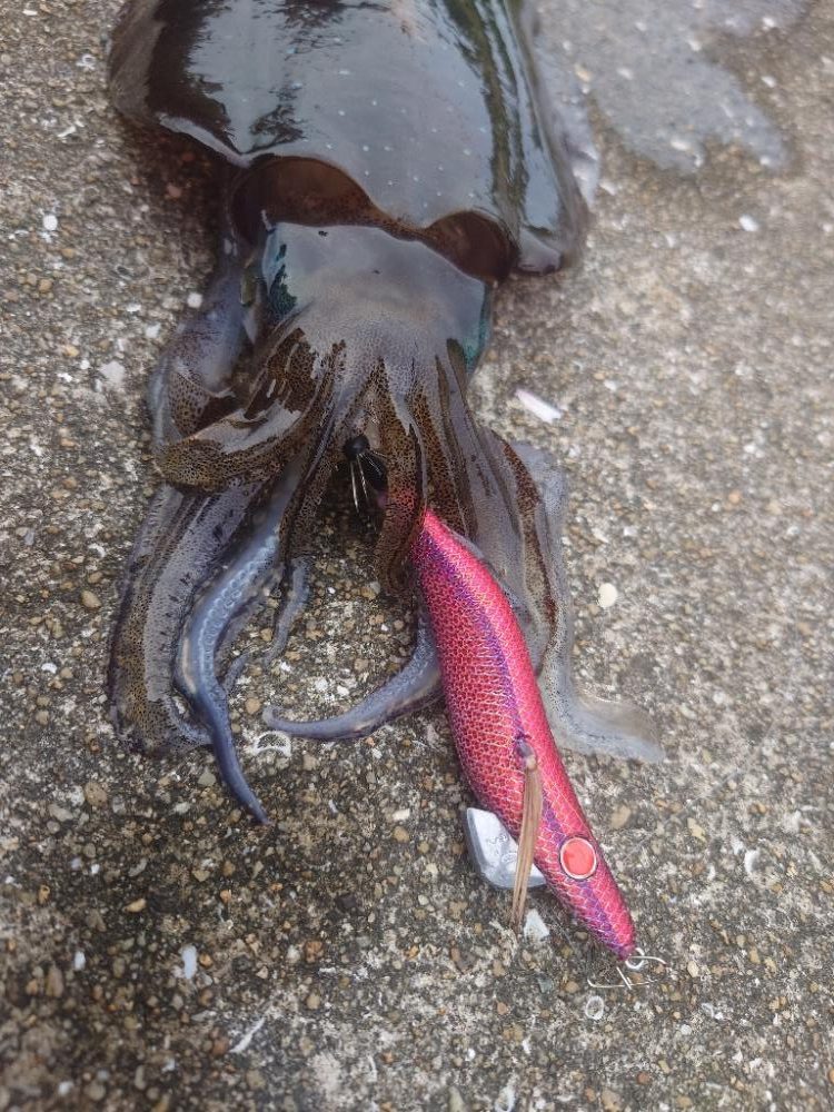 灼熱エギングIN対馬