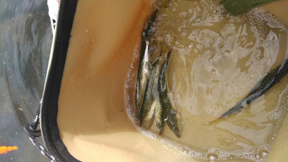 飛ばしサビキ