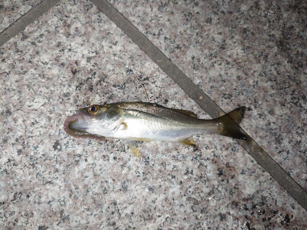 今季初うなぎ🎣