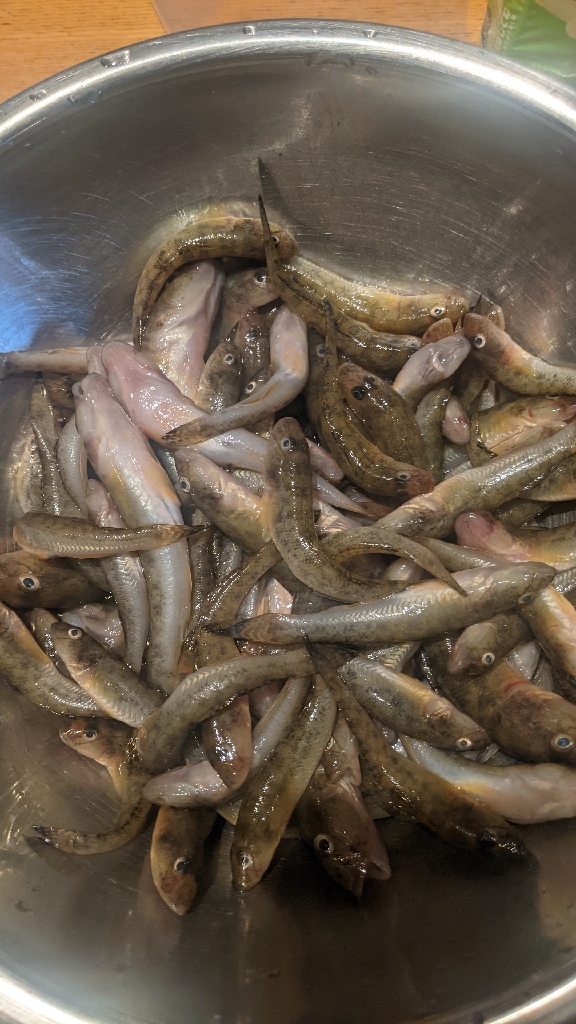 旧中川 ハゼ 束越え