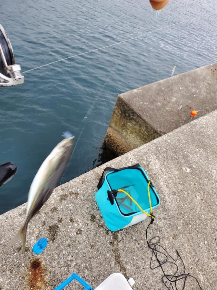 大物は釣れず