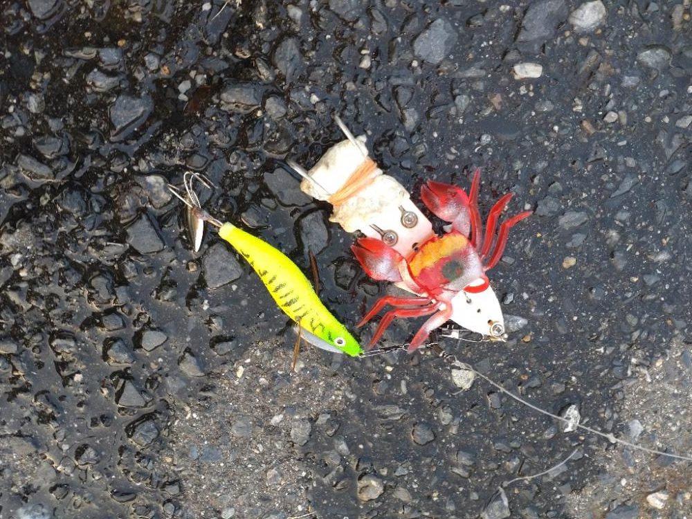 朝活再始動でタコ釣り！