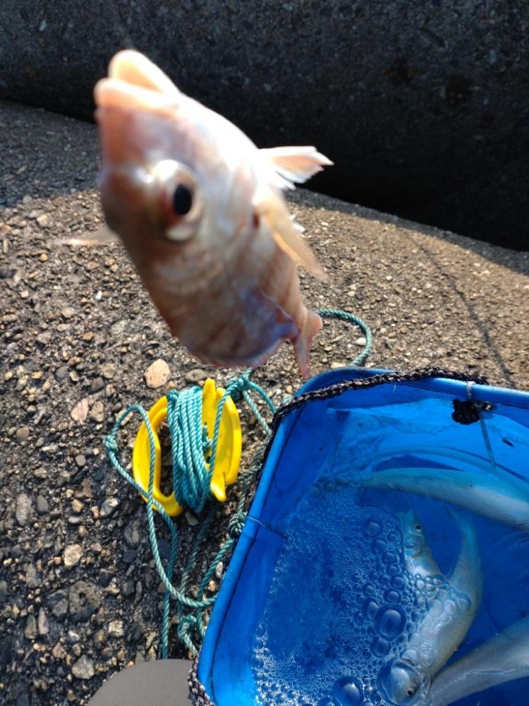 投げ釣りでキス