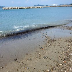 キス　大きくなり大漁