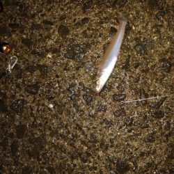 フカセ練習中、初ミニグレGET♪