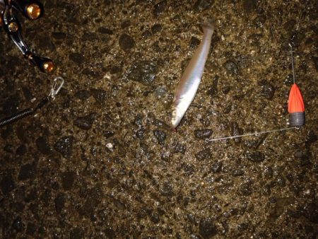 フカセ練習中、初ミニグレGET♪