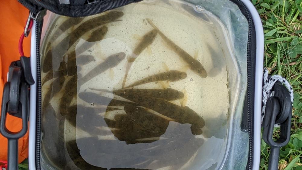 2023旧中川ハゼ開幕2