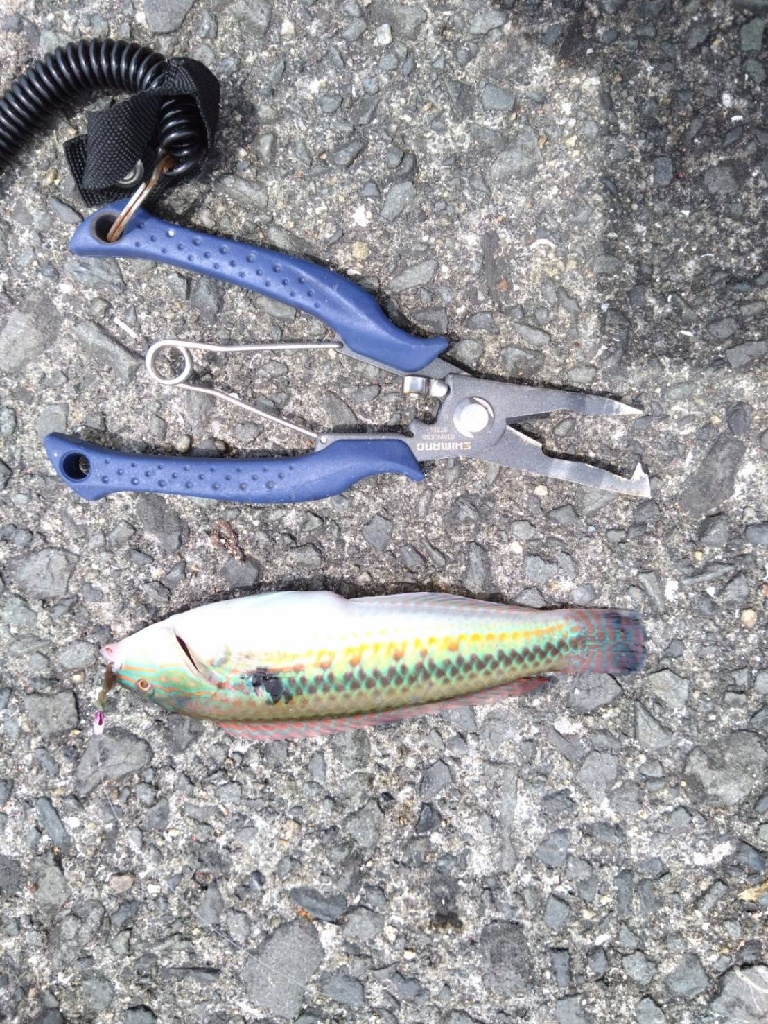 今年最多、17尾キス(^o^)v