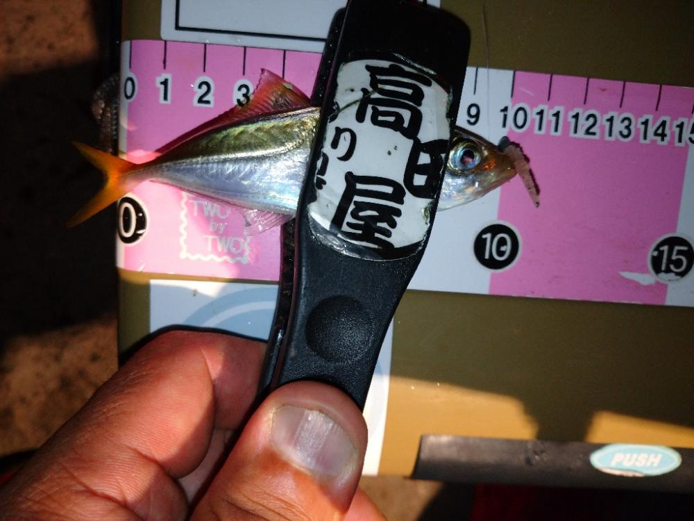 豆アジリベンジ