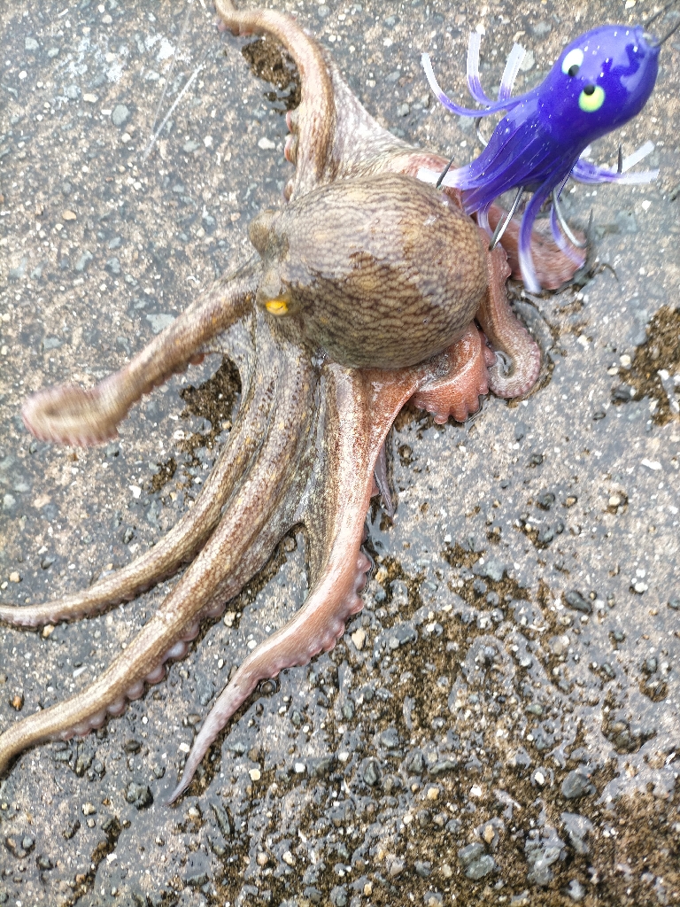 今季初タコチャレンジ