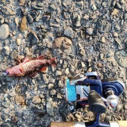 やっぱりガシラ