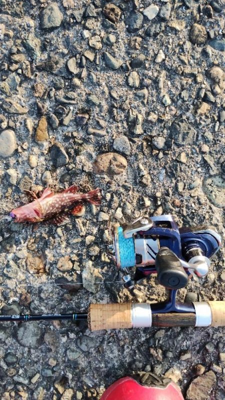 やっぱりガシラ