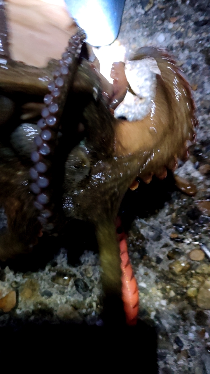 今日はタコの唐揚げ