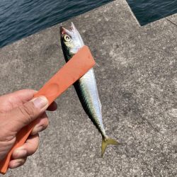 初日キス釣りからのマイクロサバゲー