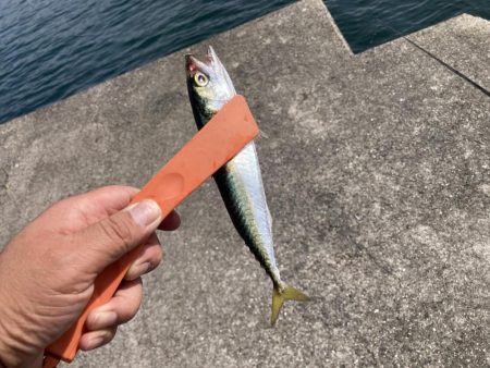 初日キス釣りからのマイクロサバゲー