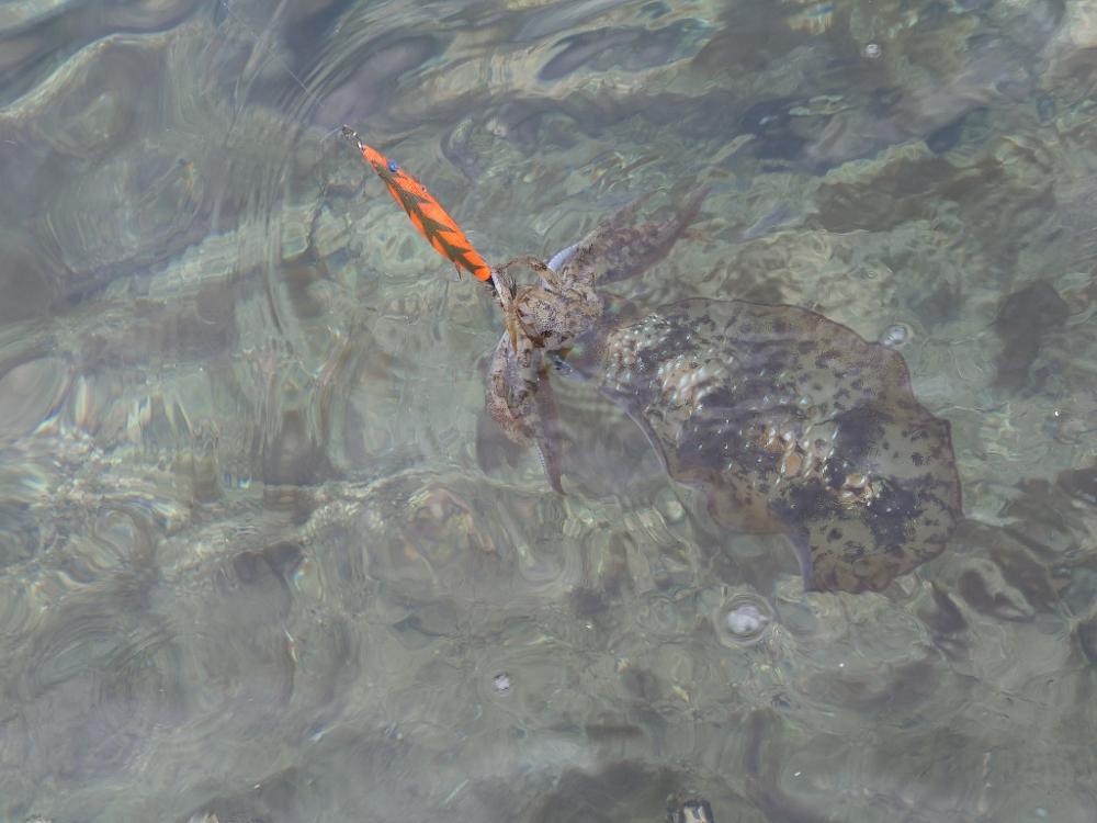 久々エギングIN対馬