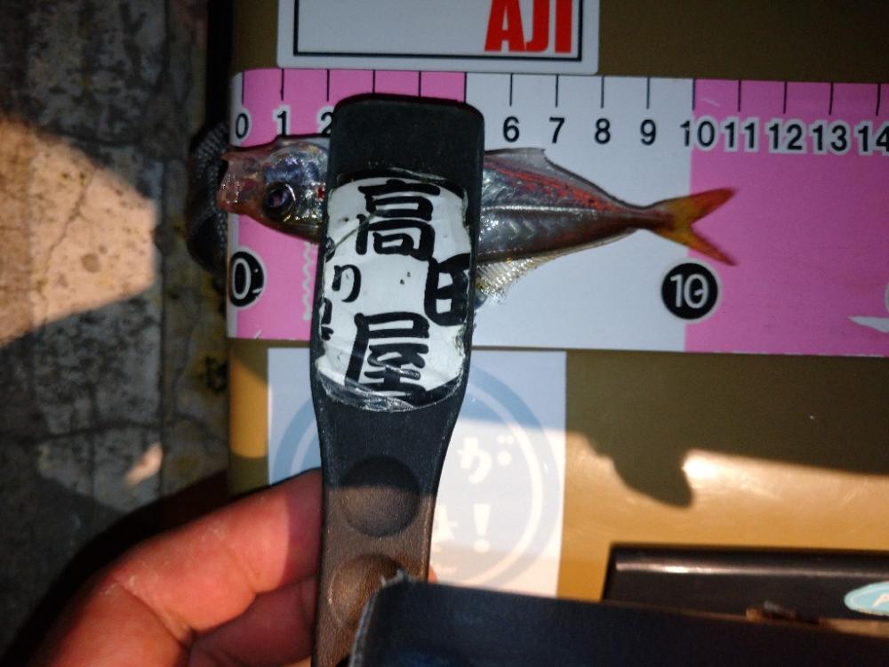 今夜も豆アジ修行