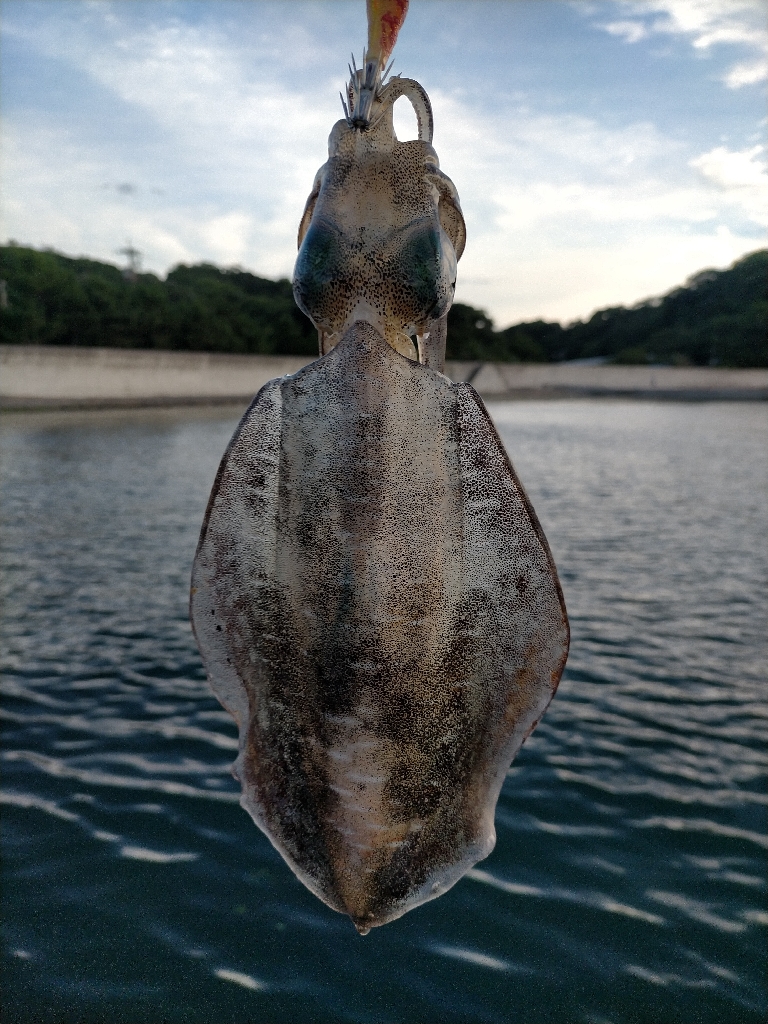 夕まずめのタイミングで