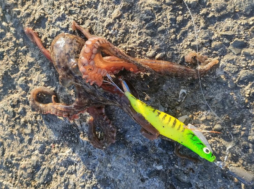 サビキとタコエギ