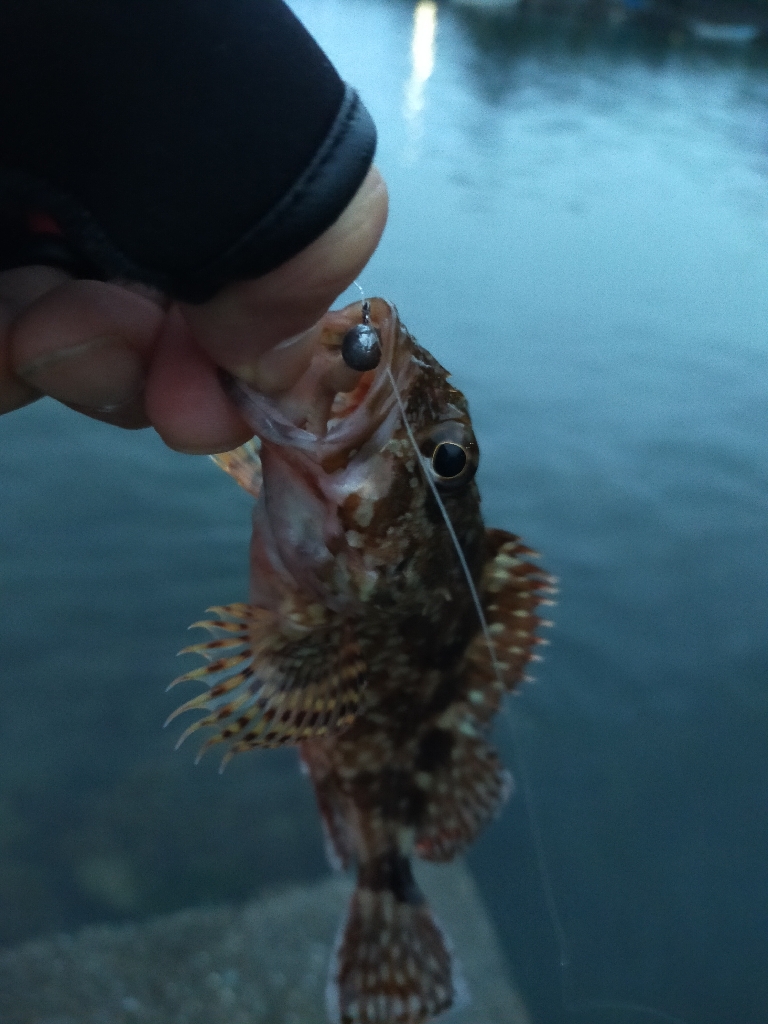 久しぶりに小浜でライトゲーム