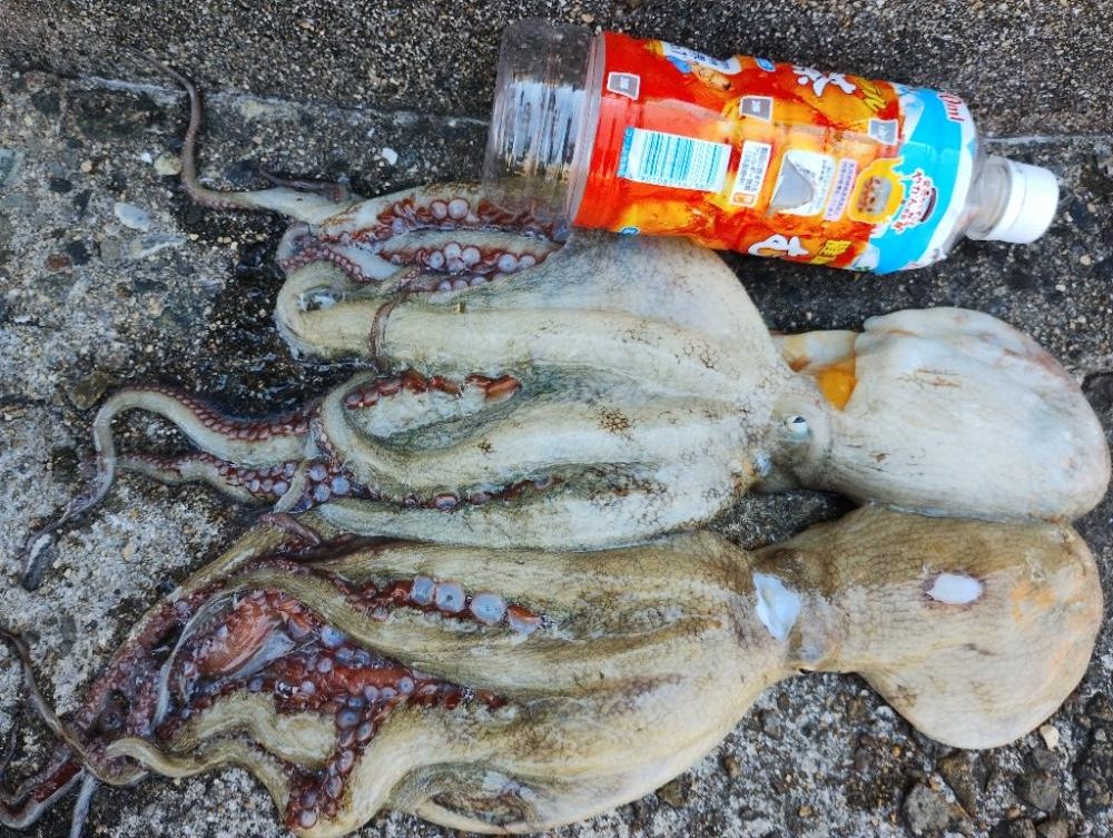 3度目の波止タコ