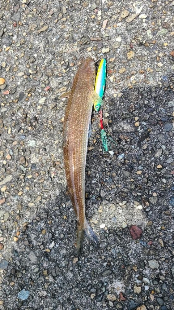 久しぶりの青物